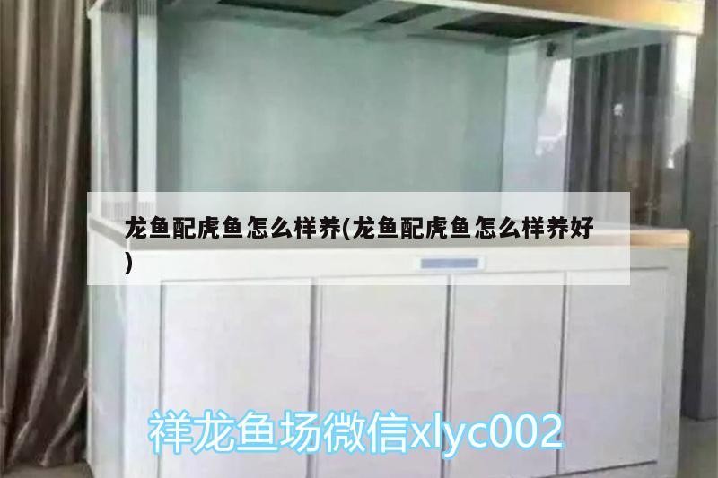 龍魚配虎魚怎么樣養(龍魚配虎魚怎么樣養好)