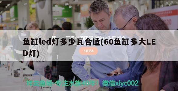 魚缸led燈多少瓦合適(60魚缸多大LED燈) 魚缸led燈多少瓦合適(60魚缸多大LED燈) 虎魚百科