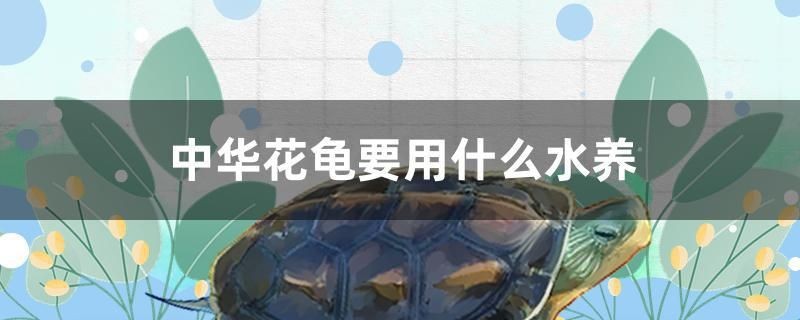 中華花龜要用什么水養