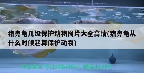 豬鼻龜幾級(jí)保護(hù)動(dòng)物圖片大全高清(豬鼻龜從什么時(shí)候起算保護(hù)動(dòng)物)