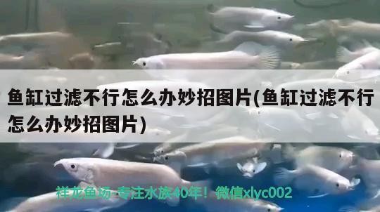 魚缸用增氧泵價格是多少:魚缸增氧機-xtrac增氧機-xtrac增氧機 魚缸過濾不行怎么辦妙招圖片(魚缸過濾不行怎么辦妙招圖片) 虎魚百科 魚缸過濾不行怎么辦妙招圖片(魚缸過濾不行怎么辦妙招圖片) 魚缸過濾不行怎么辦妙招圖片(魚缸過濾不行怎么辦妙招圖片) 虎魚百科