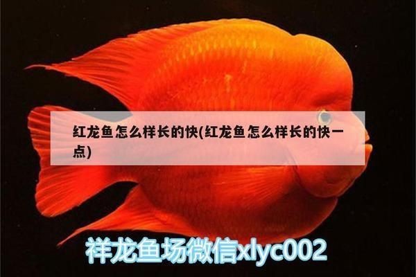 紅龍魚怎么長的快一點：紅龍魚快速生長與其飲食密切相關，紅龍魚的快速生長方法