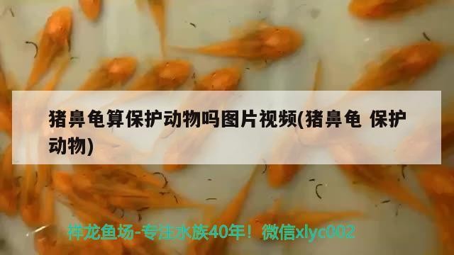 豬鼻龜算保護動物嗎圖片視頻(豬鼻龜保護動物) 豬鼻龜算保護動物嗎圖片視頻(豬鼻龜保護動物) 豬鼻龜百科