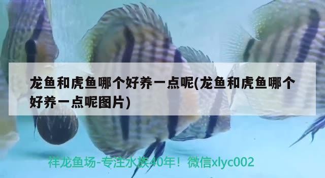 龍魚(yú)和虎魚(yú)哪個(gè)好養(yǎng)一點(diǎn)呢(龍魚(yú)和虎魚(yú)哪個(gè)好養(yǎng)一點(diǎn)呢圖片)