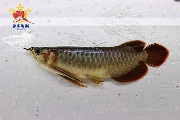 怎么選紅龍魚進屋日期：紅龍魚搬入家中的最佳日期是一個需要慎重考量的問題