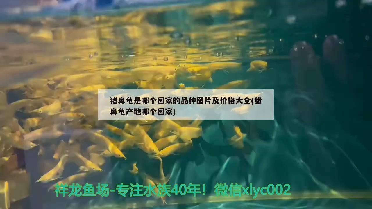 豬鼻龜是哪個國家的品種圖片及價格大全(豬鼻龜產地哪個國家)