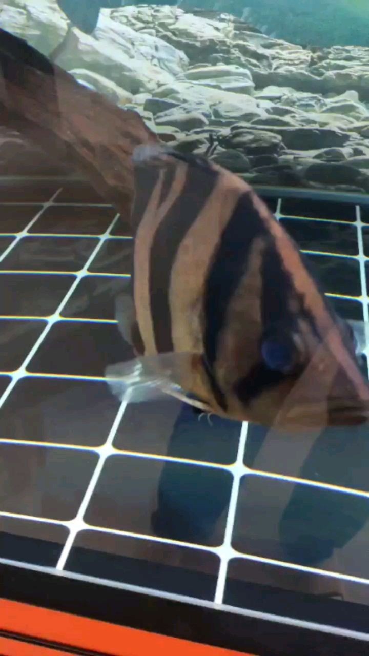 隨州水族館虎魚蒙眼求大神辨別 隨州水族館虎魚蒙眼求大神辨別 虎魚百科
