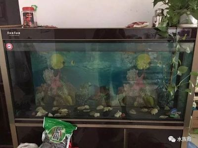 大魚水族魚缸養什么魚好看：幾種適合在大魚缸中飼養的魚類