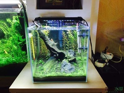 大魚水族魚缸養什么魚好看：幾種適合在大魚缸中飼養的魚類
