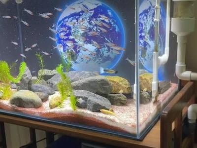 大魚水族魚缸養什么魚好看：幾種適合在大魚缸中飼養的魚類