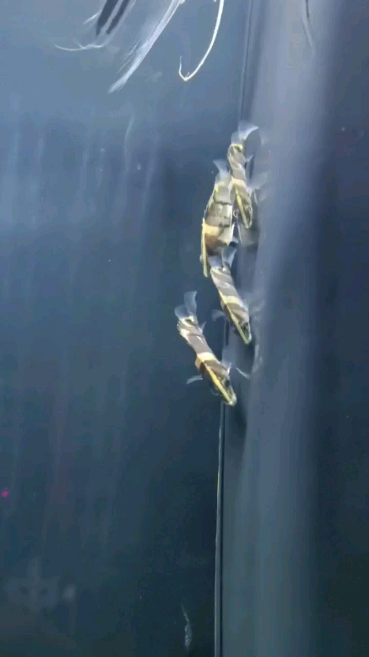 這虎魚就小時候就喜歡在這個角里面黑著 這虎魚就小時候就喜歡在這個角里面黑著 虎魚百科