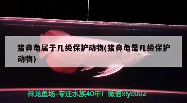 豬鼻龜屬于幾級保護動物(豬鼻龜是幾級保護動物)