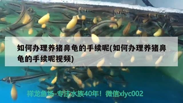 如何辦理養豬鼻龜的手續呢(如何辦理養豬鼻龜的手續呢視頻)