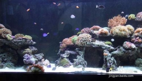 魚缸出水口高于水面好嗎（魚缸出水口高于水面好嗎視頻）