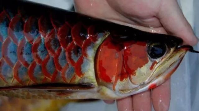 紅龍魚和什么魚混養好一點：與紅龍魚混養的良好選擇，紅龍魚與飛鳳魚混養的良好選擇