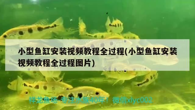 觀賞魚紅眼病怎么治療（觀賞魚紅眼怎么回事）