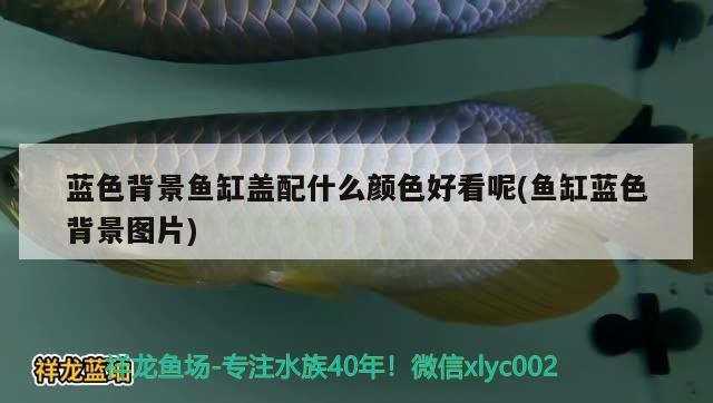 龍魚(yú)干蝦有營(yíng)養(yǎng)嗎 藍(lán)色背景魚(yú)缸蓋配什么顏色好看呢(魚(yú)缸藍(lán)色背景圖片) 森森魚(yú)缸 藍(lán)色背景魚(yú)缸蓋配什么顏色好看呢(魚(yú)缸藍(lán)色背景圖片) 藍(lán)色背景魚(yú)缸蓋配什么顏色好看呢(魚(yú)缸藍(lán)色背景圖片) 森森魚(yú)缸