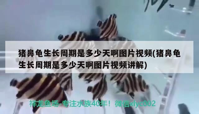 豬鼻龜生長(zhǎng)周期是多少天啊圖片視頻(豬鼻龜生長(zhǎng)周期是多少天啊圖片視頻講解)
