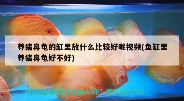 養豬鼻龜的缸里放什么比較好呢視頻(魚缸里養豬鼻龜好不好) 養豬鼻龜的缸里放什么比較好呢視頻(魚缸里養豬鼻龜好不好) 豬鼻龜百科