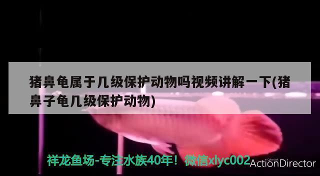 豬鼻龜屬于幾級保護(hù)動(dòng)物嗎視頻講解一下(豬鼻子龜幾級保護(hù)動(dòng)物)
