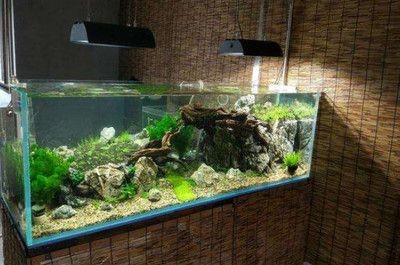 氨氮魚缸：氨氮魚缸的危害與處理