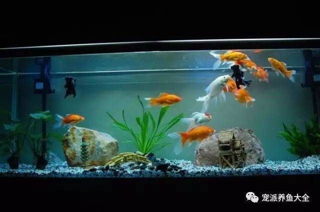 大錦鯉魚缸