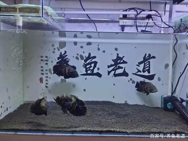 大錦鯉魚缸