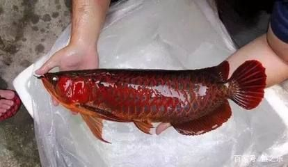紅龍魚一邊紅一邊不紅什么原因：紅龍魚一邊紅一邊不紅是什么原因導致的