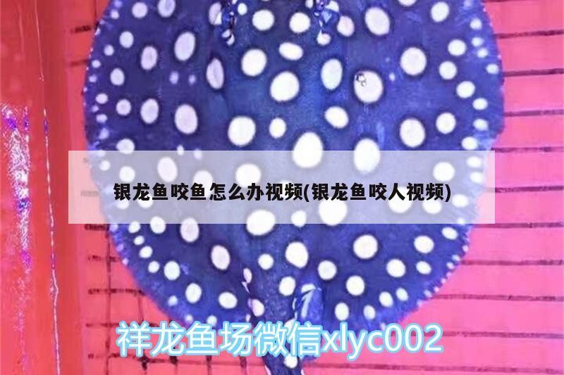 銀龍魚咬魚怎么辦視頻(銀龍魚咬人視頻)