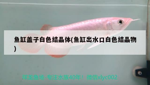 魚缸蓋子白色結(jié)晶體(魚缸出水口白色結(jié)晶物)