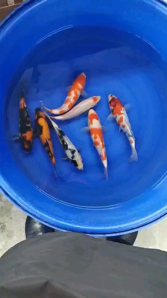 養(yǎng)魚可以不用氧氣泵嗎