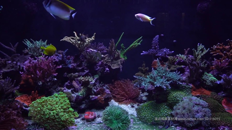 大型生態(tài)魚缸造景視頻：大型生態(tài)魚缸造景步驟和技巧大型生態(tài)魚缸造景的步驟和技巧
