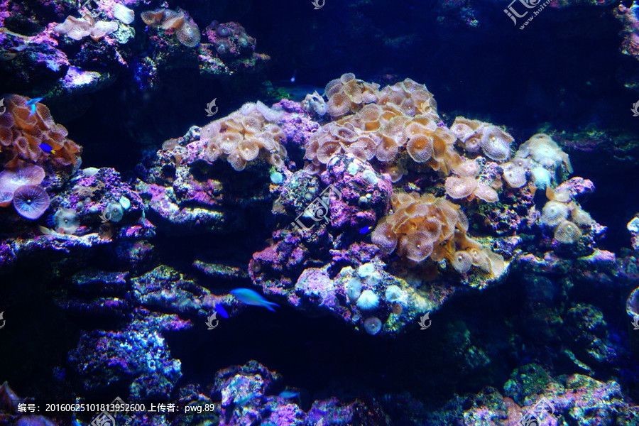 大型生態(tài)魚缸造景視頻：大型生態(tài)魚缸造景步驟和技巧大型生態(tài)魚缸造景的步驟和技巧