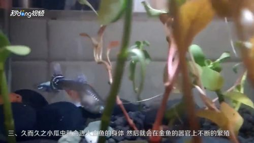 小虎魚身上有白斑怎么辦：小虎魚身上有白斑怎么辦小虎魚身上有白斑怎么辦