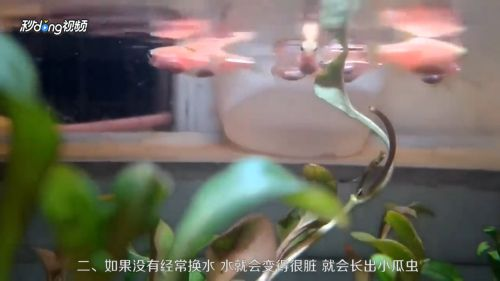 小虎魚身上有白斑怎么辦：小虎魚身上有白斑怎么辦小虎魚身上有白斑怎么辦