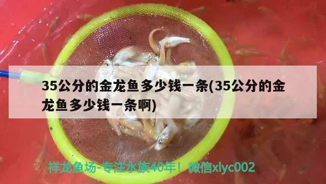 金龍魚和虎魚經常打架怎么回事(金龍魚和虎魚經常打架怎么回事兒) 金龍魚和虎魚經常打架怎么回事(金龍魚和虎魚經常打架怎么回事兒) 虎魚百科 第1張