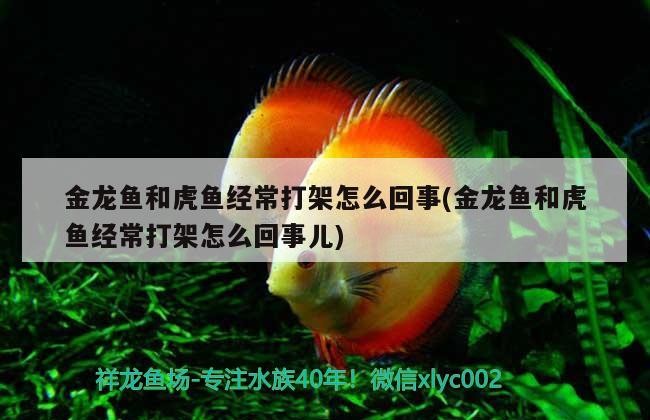 金龍魚和虎魚經常打架怎么回事(金龍魚和虎魚經常打架怎么回事兒) 金龍魚和虎魚經常打架怎么回事(金龍魚和虎魚經常打架怎么回事兒) 虎魚百科 第2張
