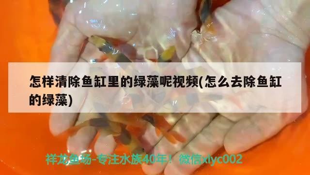 怎樣清除魚缸里的綠藻呢視頻(怎么去除魚缸的綠藻) 怎樣清除魚缸里的綠藻呢視頻(怎么去除魚缸的綠藻) 虎魚百科 第2張