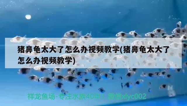 豬鼻龜太大了怎么辦視頻教學(豬鼻龜太大了怎么辦視頻教學)