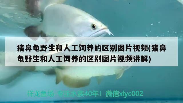 豬鼻龜野生和人工飼養的區別圖片視頻(豬鼻龜野生和人工飼養的區別圖片視頻講解)