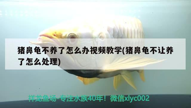 豬鼻龜不養了怎么辦視頻教學(豬鼻龜不讓養了怎么處理)