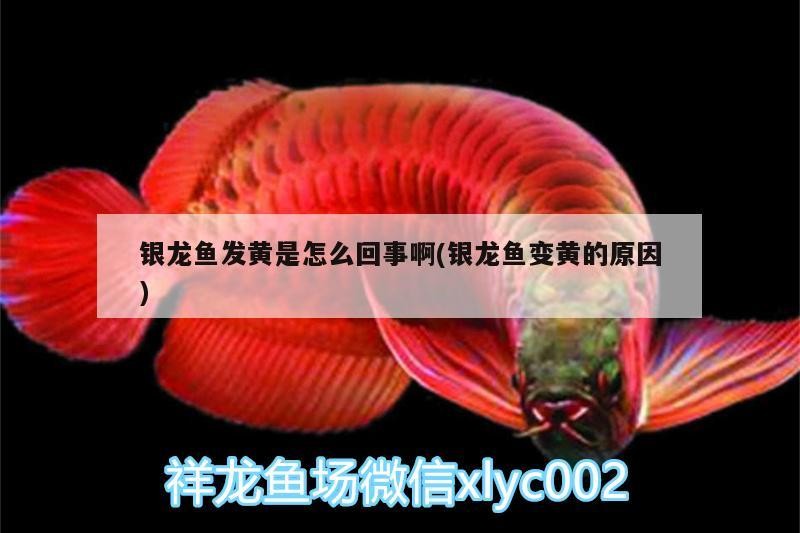 銀龍魚發黃是怎么回事啊(銀龍魚變黃的原因) 銀龍魚發黃是怎么回事啊(銀龍魚變黃的原因) 銀龍魚百科 第1張