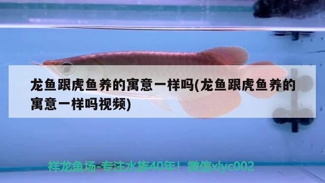 龍魚(yú)跟虎魚(yú)養(yǎng)的寓意一樣嗎(龍魚(yú)跟虎魚(yú)養(yǎng)的寓意一樣嗎視頻) 龍魚(yú)跟虎魚(yú)養(yǎng)的寓意一樣嗎(龍魚(yú)跟虎魚(yú)養(yǎng)的寓意一樣嗎視頻) 虎魚(yú)百科