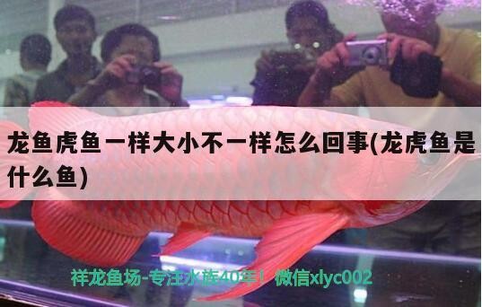 龍魚虎魚一樣大小不一樣怎么回事(龍虎魚是什么魚) 虎魚百科 第1張 龍魚虎魚一樣大小不一樣怎么回事(龍虎魚是什么魚) 龍魚虎魚一樣大小不一樣怎么回事(龍虎魚是什么魚) 虎魚百科 第1張