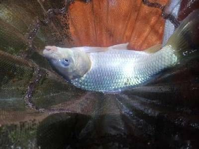 大魚缸怎么消菌最好：大魚缸消毒的方法