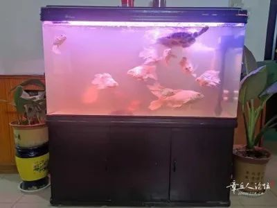 博山二手魚缸出售：博山二手魚缸出售信息 博山二手魚缸出售：博山二手魚缸出售信息 魚缸百科 第3張
