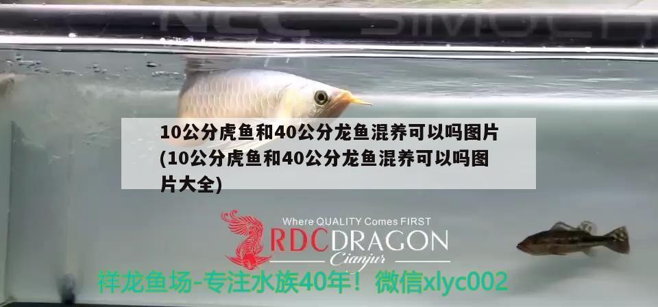 10公分虎魚和40公分龍魚混養可以嗎圖片(10公分虎魚和40公分龍魚混養可以嗎圖片大全)