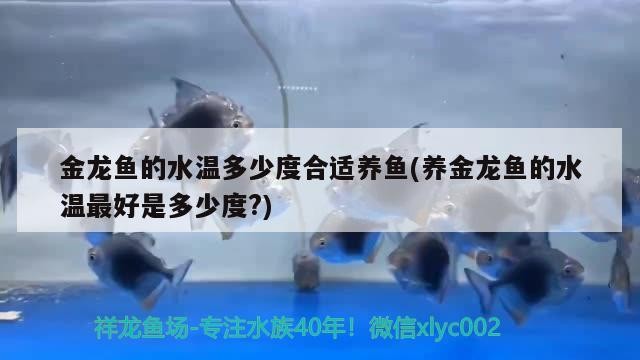 非洲虎魚蠻好玩值得養