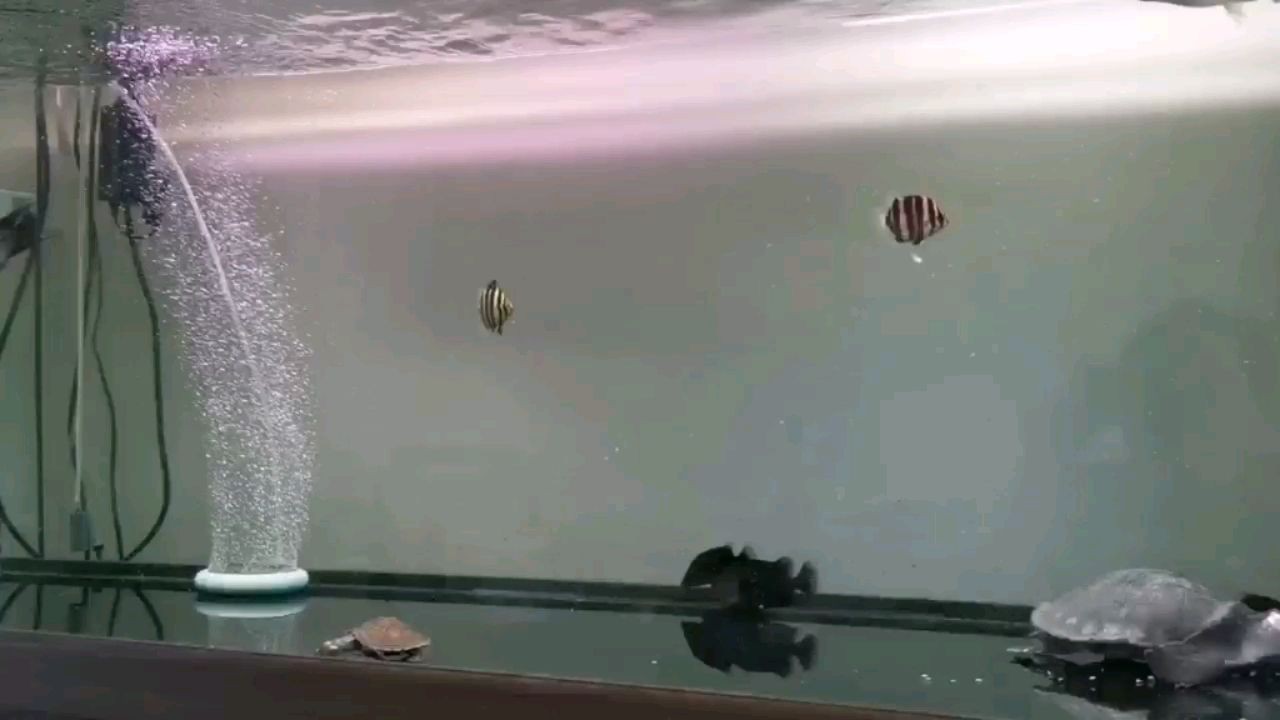 非洲虎魚蠻好玩值得養