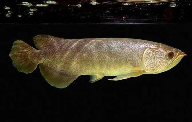 中國紅龍魚屬于國家幾級保護動物嗎：紅龍魚不是中國國家一級保護動物但在國際上被列為瀕危物種